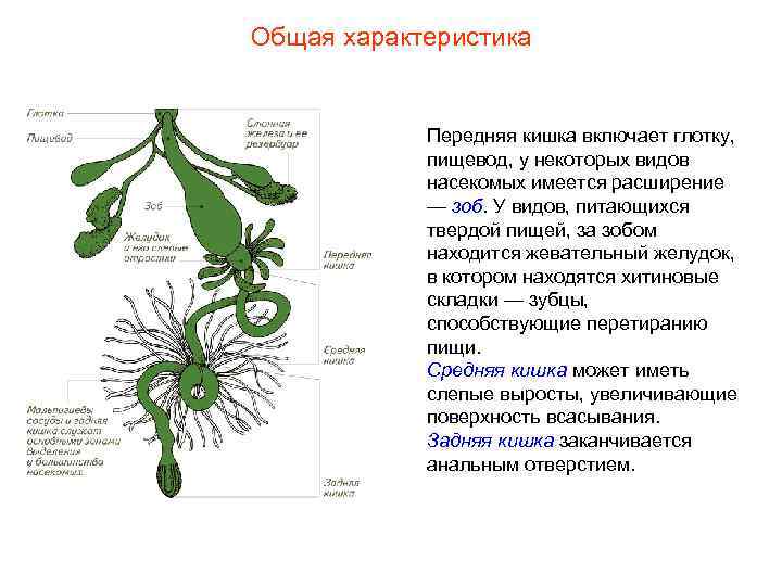 Общая характеристика Передняя кишка включает глотку, пищевод, у некоторых видов насекомых имеется расширение —