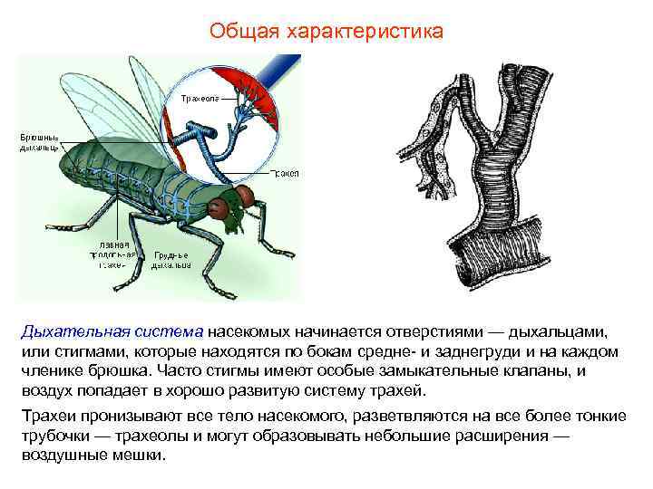 Общая характеристика Дыхательная система насекомых начинается отверстиями — дыхальцами, или стигмами, которые находятся по