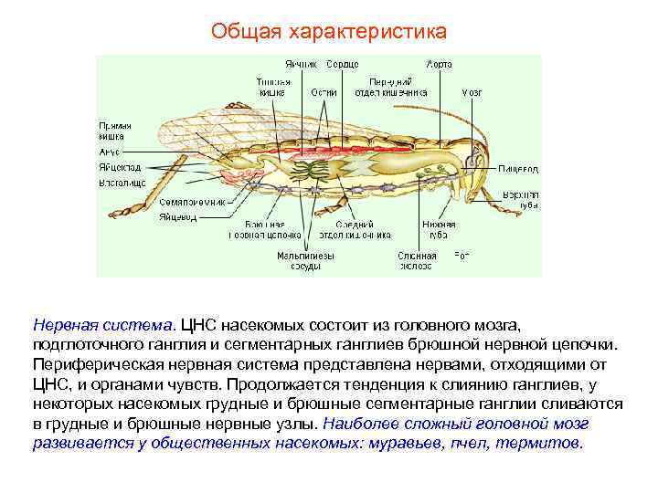 Общая характеристика Нервная система. ЦНС насекомых состоит из головного мозга, подглоточного ганглия и сегментарных