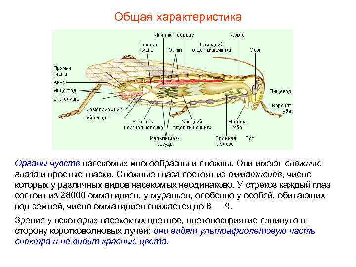 Чувства насекомых. Класс насекомые органы чувств. Органы чувств у насекомых таблица. Органы чувств насекомых 7 класс биология. Особенности органов чувств у насекомых.