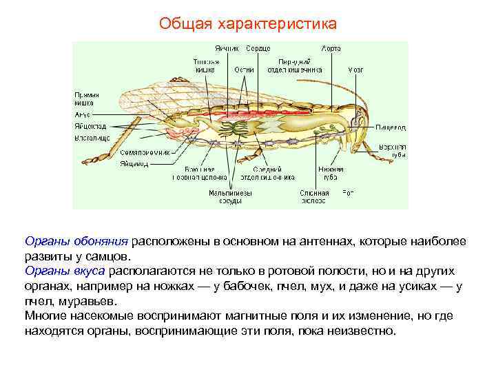 Общая характеристика Органы обоняния расположены в основном на антеннах, которые наиболее развиты у самцов.
