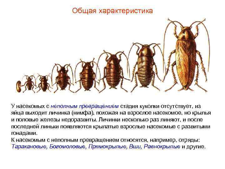 Общая характеристика У насекомых с неполным превращением стадия куколки отсутствует, из яйца выходит личинка