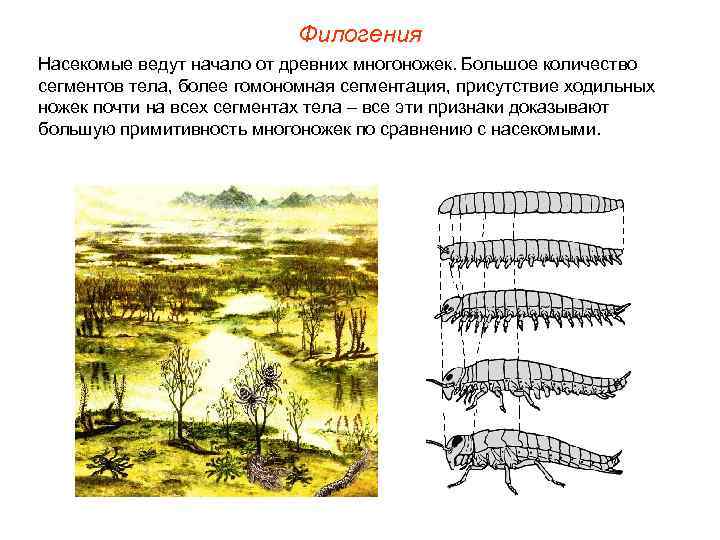 Филогения Насекомые ведут начало от древних многоножек. Большое количество сегментов тела, более гомономная сегментация,