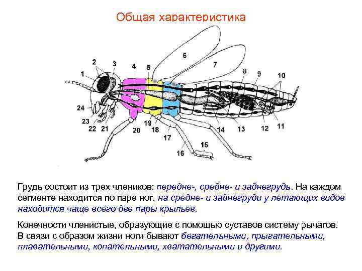 Общая характеристика Грудь состоит из трех члеников: передне-, средне- и заднегрудь. На каждом сегменте