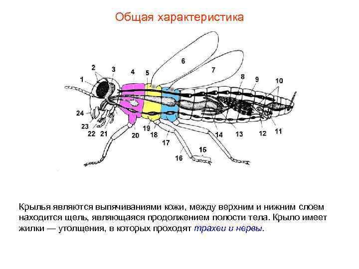Общая характеристика Крылья являются выпячиваниями кожи, между верхним и нижним слоем находится щель, являющаяся