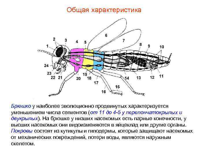 Общая характеристика Брюшко у наиболее эволюционно продвинутых характеризуется уменьшением числа сегментов (от 11 до