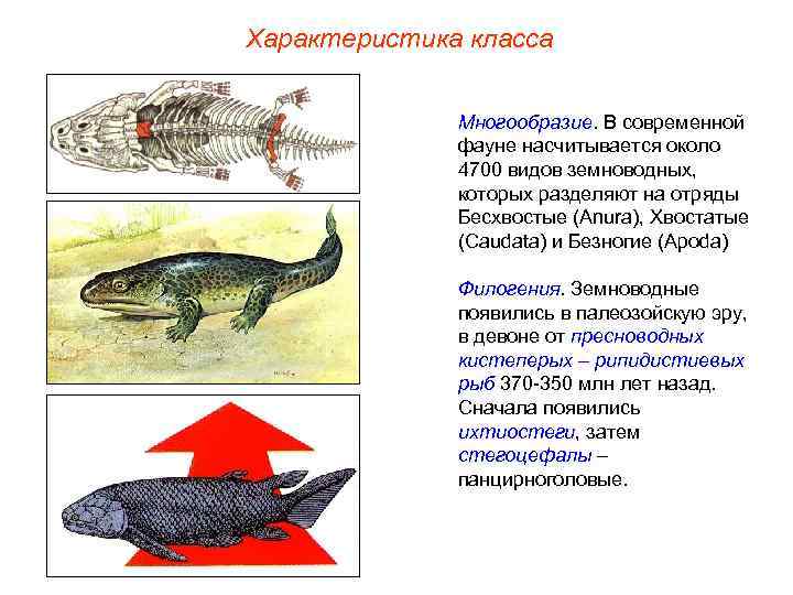 Характеристика класса Многообразие. В современной фауне насчитывается около 4700 видов земноводных, которых разделяют на