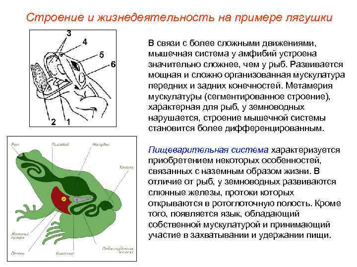 Строение и жизнедеятельность на примере лягушки В связи с более сложными движениями, мышечная система