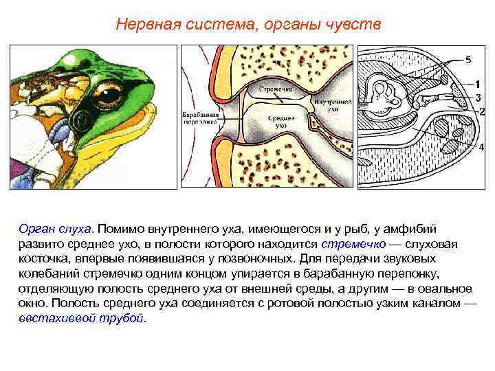 Нервная система, органы чувств Орган слуха. Помимо внутреннего уха, имеющегося и у рыб, у