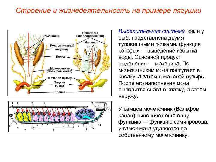 Строение и жизнедеятельность на примере лягушки Выделительная система, как и у рыб, представлена двумя