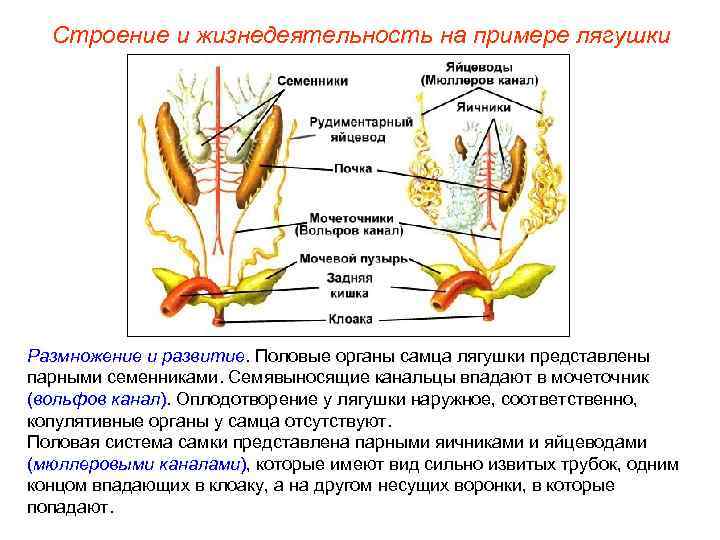 Строение и жизнедеятельность на примере лягушки Размножение и развитие. Половые органы самца лягушки представлены