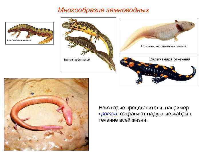Многообразие земноводных Некоторые представители, например протей, сохраняют наружные жабры в течение всей жизни. 