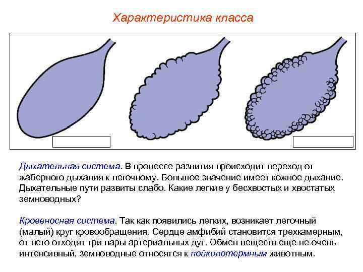 Характеристика класса Дыхательная система. В процессе развития происходит переход от жаберного дыхания к легочному.