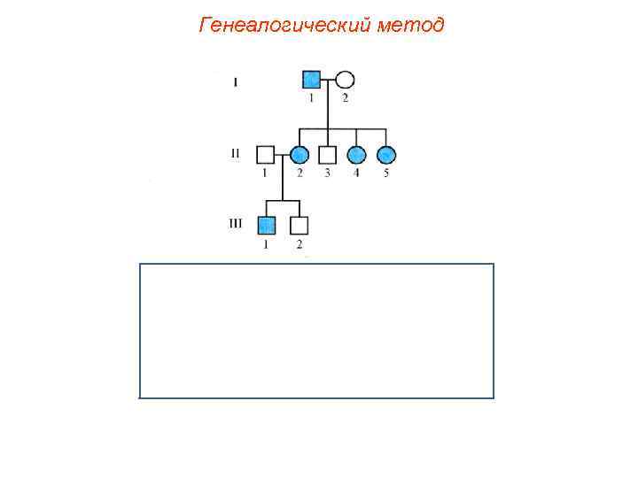 Генеалогический метод 