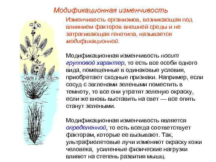 Модификационная изменчивость Изменчивость организмов, возникающая под влиянием факторов внешней среды и не затрагивающая генотипа,