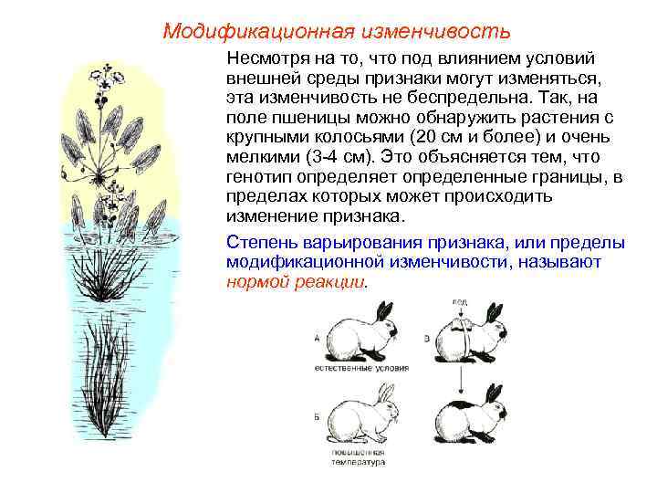 Модификационная изменчивость Несмотря на то, что под влиянием условий внешней среды признаки могут изменяться,