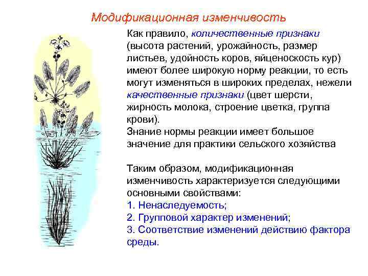 Модификационная изменчивость Как правило, количественные признаки (высота растений, урожайность, размер листьев, удойность коров, яйценоскость