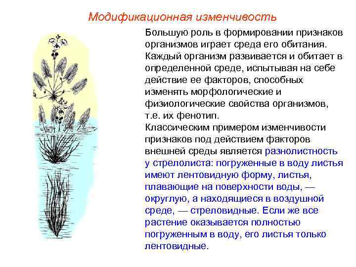 Модификационная изменчивость Большую роль в формировании признаков организмов играет среда его обитания. Каждый организм