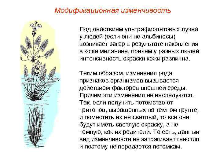 Модификационная изменчивость Под действием ультрафиолетовых лучей у людей (если они не альбиносы) возникает загар