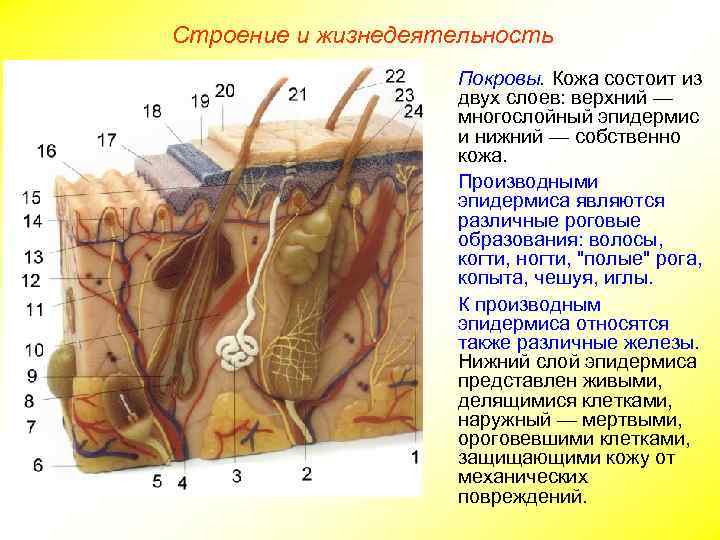 Строение и жизнедеятельность Покровы. Кожа состоит из двух слоев: верхний — многослойный эпидермис и