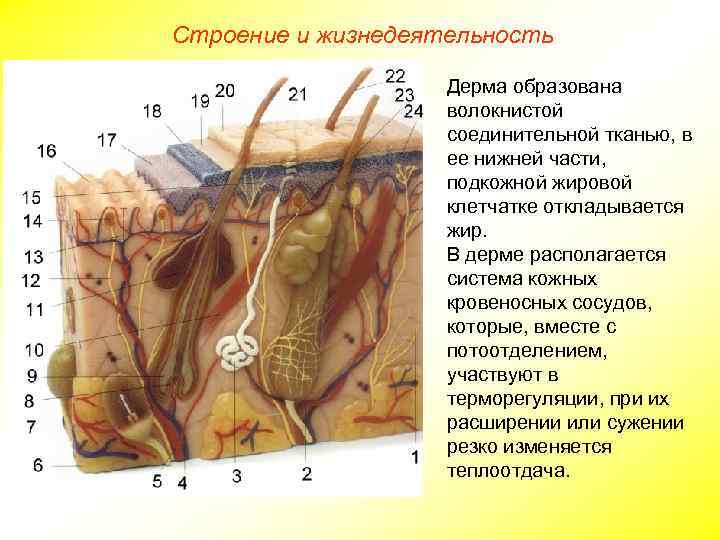 Строение и жизнедеятельность Дерма образована волокнистой соединительной тканью, в ее нижней части, подкожной жировой