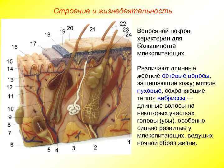Строение и жизнедеятельность Волосяной покров характерен для большинства млекопитающих. Различают длинные жесткие остевые волосы,