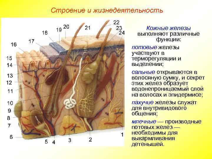 Строение и жизнедеятельность Кожные железы выполняют различные функции: потовые железы участвуют в терморегуляции и