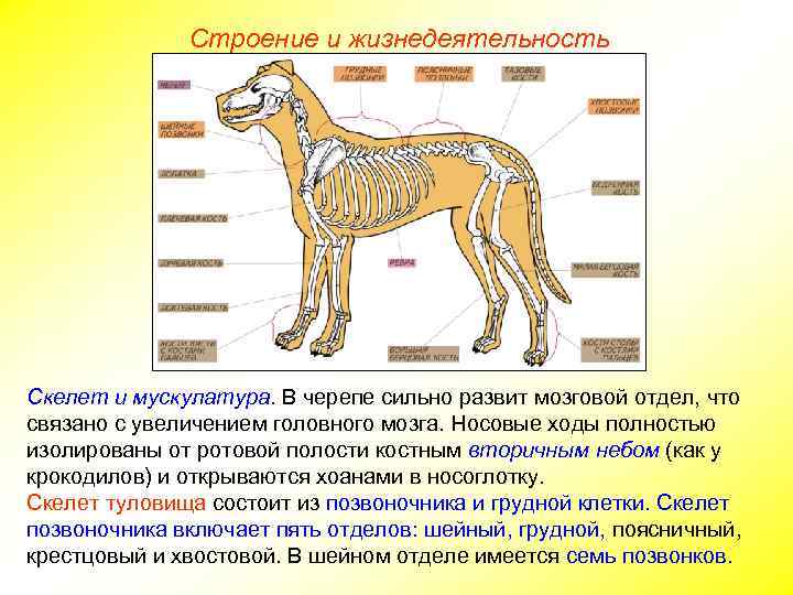 Строение и жизнедеятельность Скелет и мускулатура. В черепе сильно развит мозговой отдел, что связано