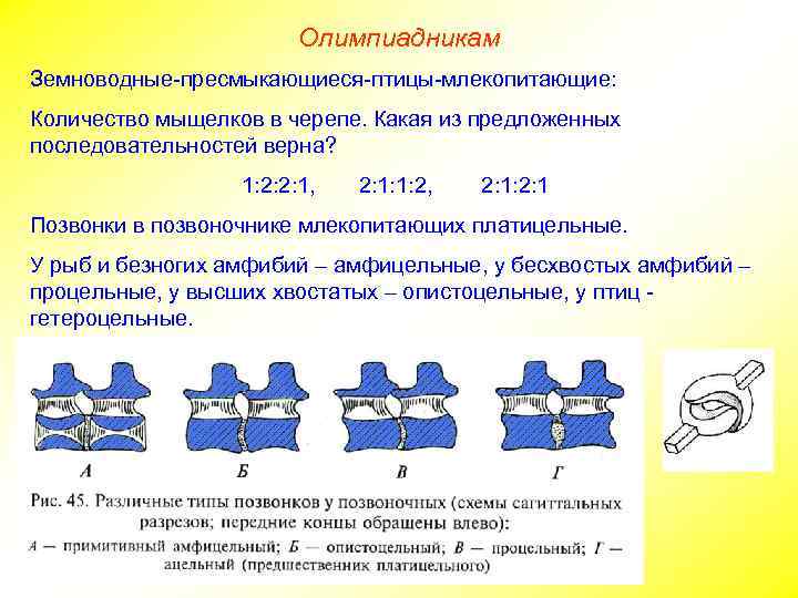 Олимпиадникам Земноводные-пресмыкающиеся-птицы-млекопитающие: Количество мыщелков в черепе. Какая из предложенных последовательностей верна? 1: 2: 2:
