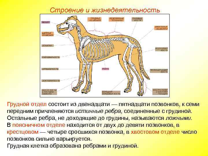 Строение и жизнедеятельность Грудной отдел состоит из двенадцати — пятнадцати позвонков, к семи передним