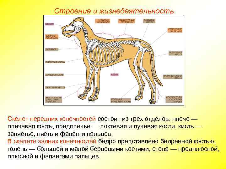 Строение и жизнедеятельность Скелет передних конечностей состоит из трех отделов: плечо — плечевая кость,