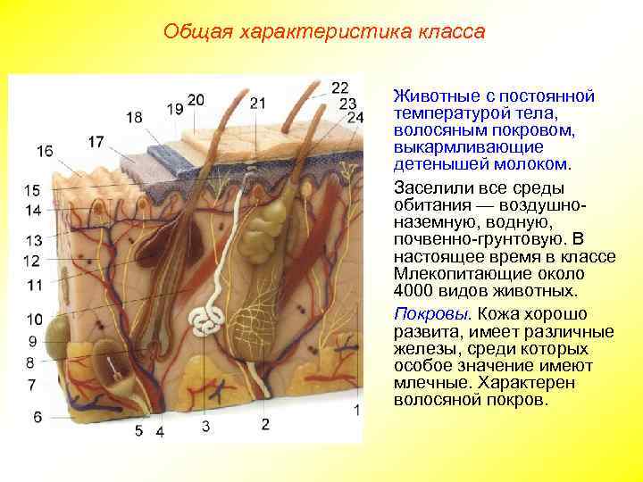 Общая характеристика класса Животные с постоянной температурой тела, волосяным покровом, выкармливающие детенышей молоком. Заселили