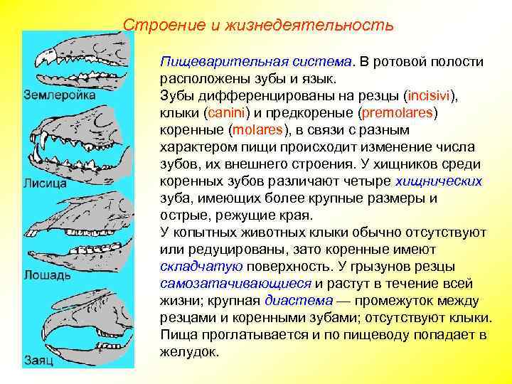 Строение и жизнедеятельность Пищеварительная система. В ротовой полости расположены зубы и язык. Зубы дифференцированы