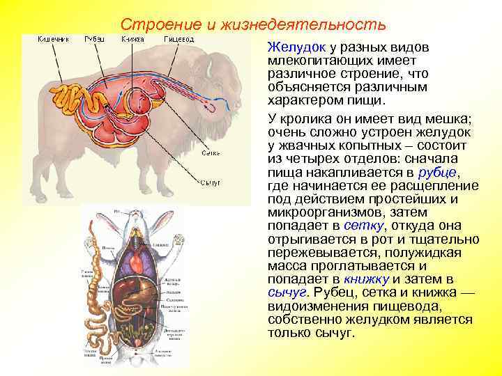 Строение и жизнедеятельность Желудок у разных видов млекопитающих имеет различное строение, что объясняется различным