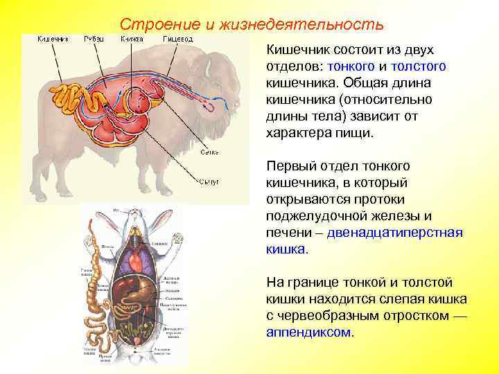 Строение и жизнедеятельность Кишечник состоит из двух отделов: тонкого и толстого кишечника. Общая длина