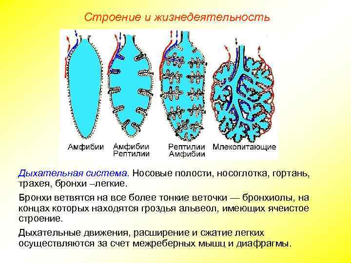 Строение и жизнедеятельность Дыхательная система. Носовые полости, носоглотка, гортань, трахея, бронхи –легкие. Бронхи ветвятся