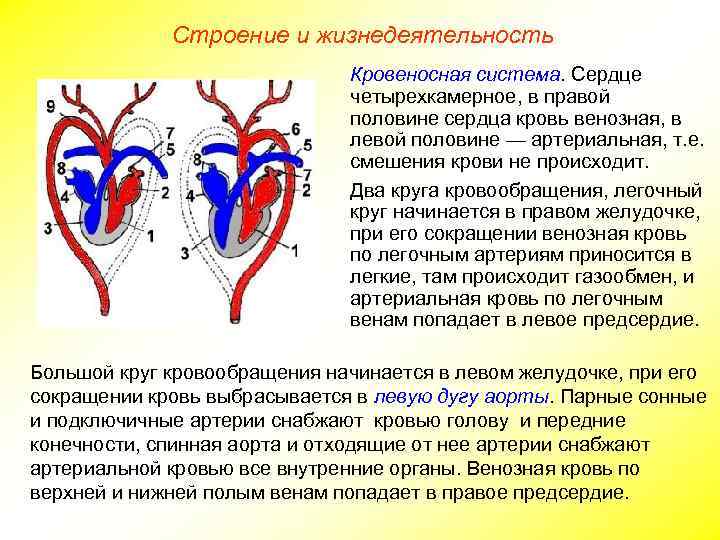 Строение и жизнедеятельность Кровеносная система. Сердце четырехкамерное, в правой половине сердца кровь венозная, в
