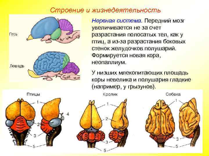 Строение и жизнедеятельность Нервная система. Передний мозг увеличивается не за счет разрастания полосатых тел,
