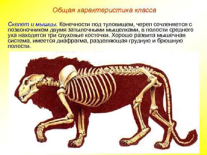 Общая характеристика класса Скелет и мышцы. Конечности под туловищем, череп сочленяется с позвоночником двумя