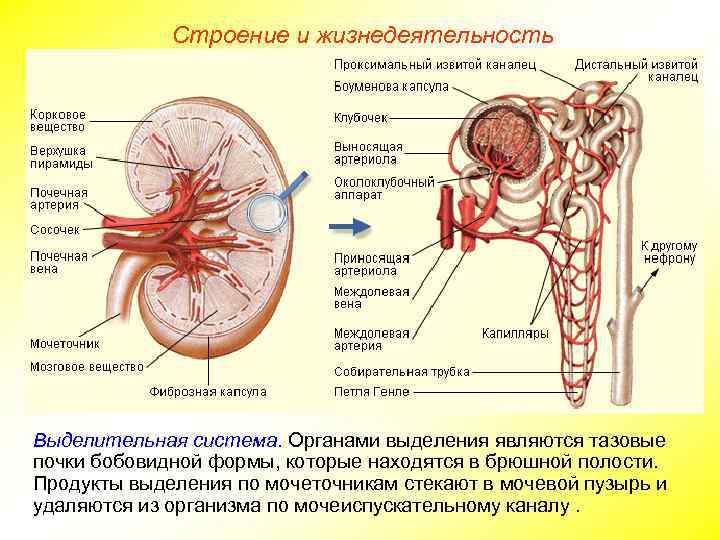 Строение и жизнедеятельность Выделительная система. Органами выделения являются тазовые почки бобовидной формы, которые находятся