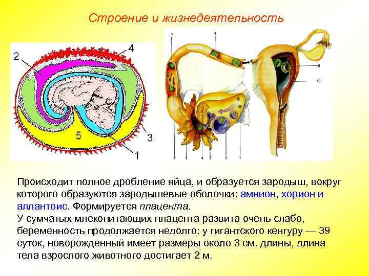 Строение и жизнедеятельность Происходит полное дробление яйца, и образуется зародыш, вокруг которого образуются зародышевые