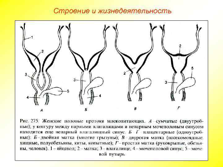 Строение и жизнедеятельность 