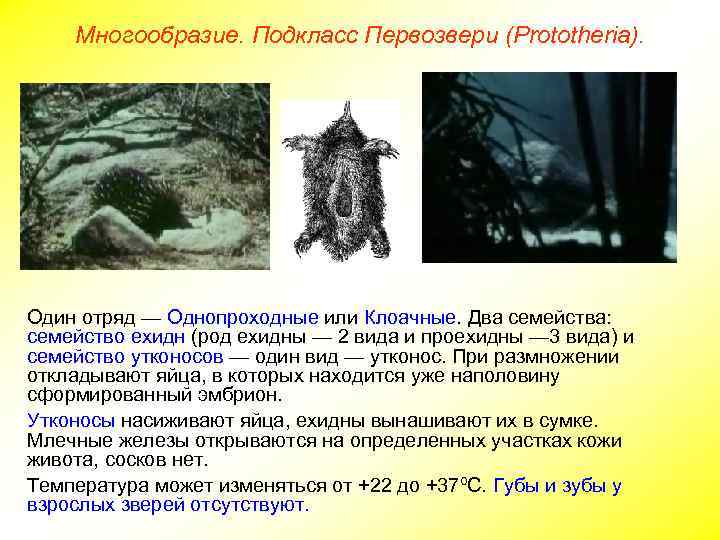 Многообразие. Подкласс Первозвери (Prototheria). Один отряд — Однопроходные или Клоачные. Два семейства: семейство ехидн