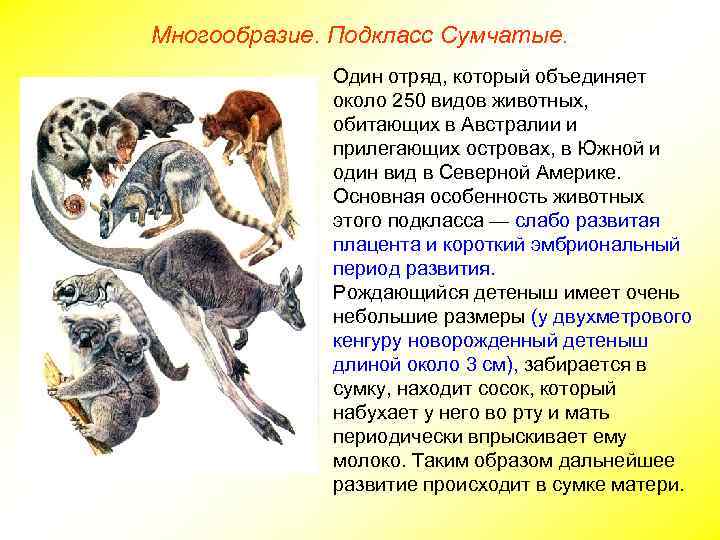 Многообразие. Подкласс Сумчатые. Один отряд, который объединяет около 250 видов животных, обитающих в Австралии