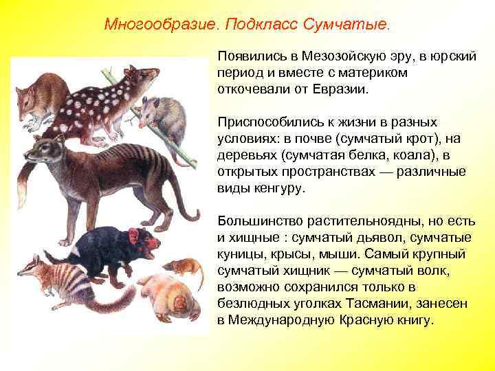 Многообразие. Подкласс Сумчатые. Появились в Мезозойскую эру, в юрский период и вместе с материком