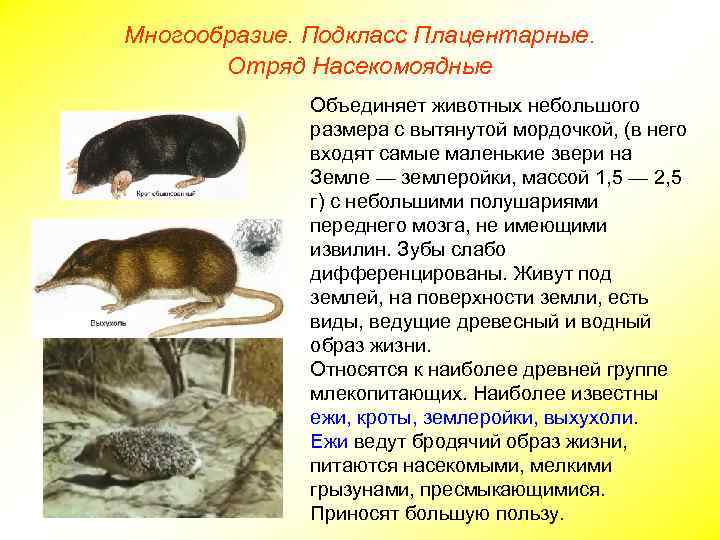 Многообразие. Подкласс Плацентарные. Отряд Насекомоядные Объединяет животных небольшого размера с вытянутой мордочкой, (в него