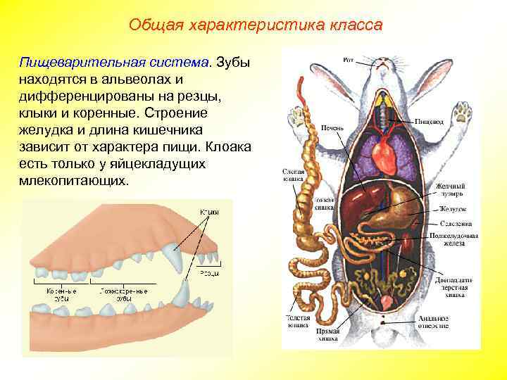 Общая характеристика класса Пищеварительная система. Зубы находятся в альвеолах и дифференцированы на резцы, клыки