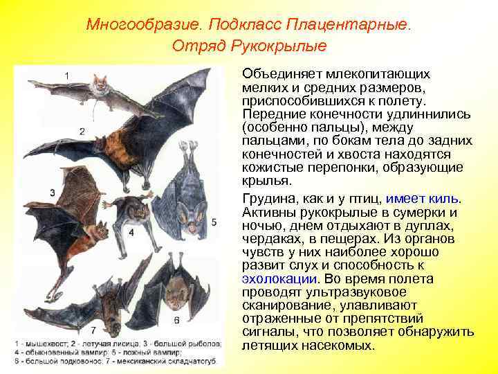 Многообразие. Подкласс Плацентарные. Отряд Рукокрылые Объединяет млекопитающих мелких и средних размеров, приспособившихся к полету.