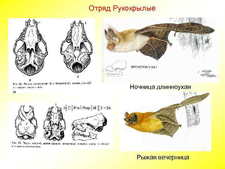 Отряд Рукокрылые Ночница длинноухая Рыжая вечерница 