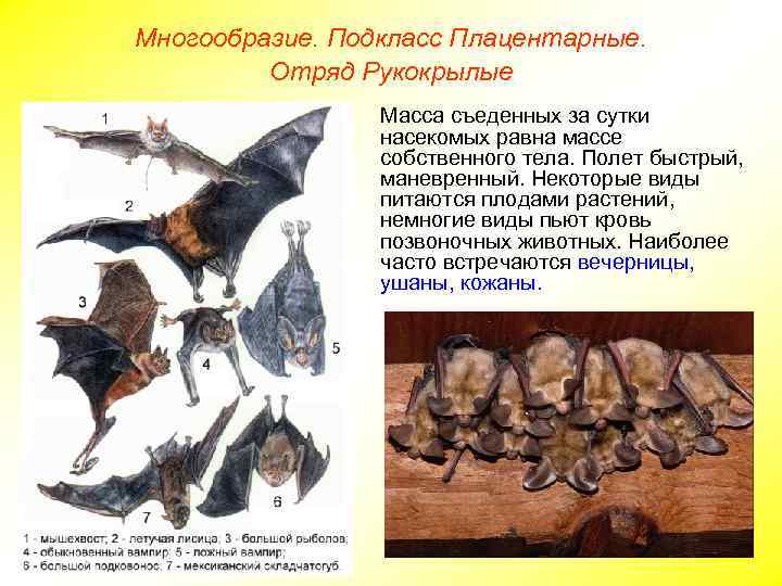 Многообразие. Подкласс Плацентарные. Отряд Рукокрылые Масса съеденных за сутки насекомых равна массе собственного тела.